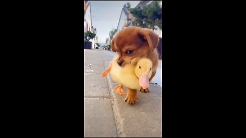 #cute dog and duck