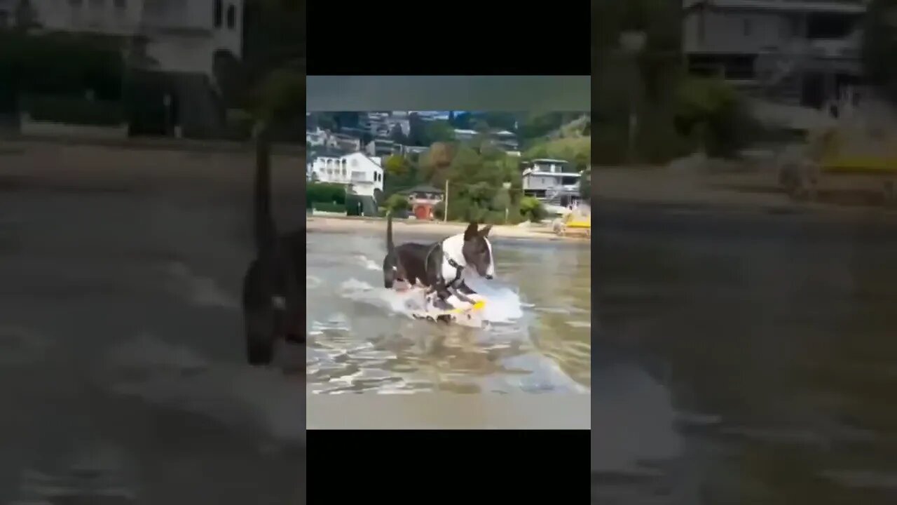 Funny moments 🤣#shorts #short #youtubeshort #fun #funny #youtubeshorts