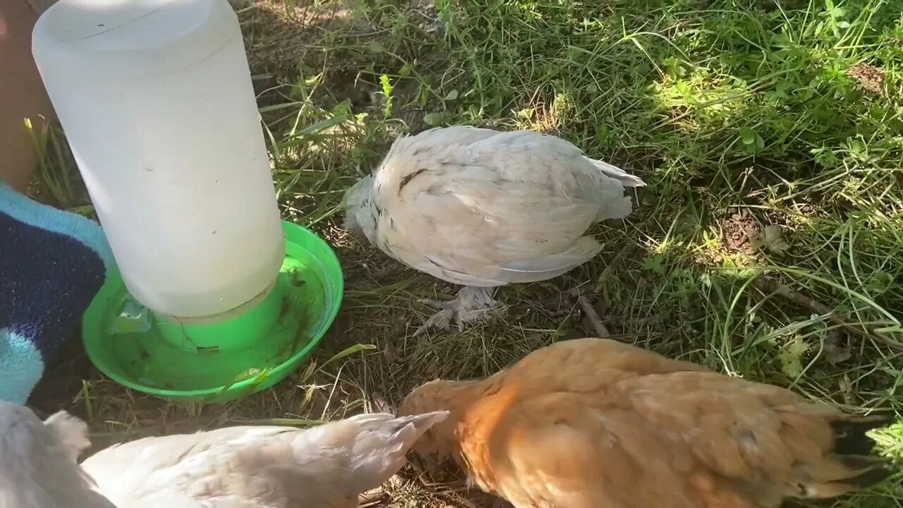 Bantams out on their own 🥰