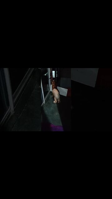 #dogshow , #animals , #dogs , #shorts