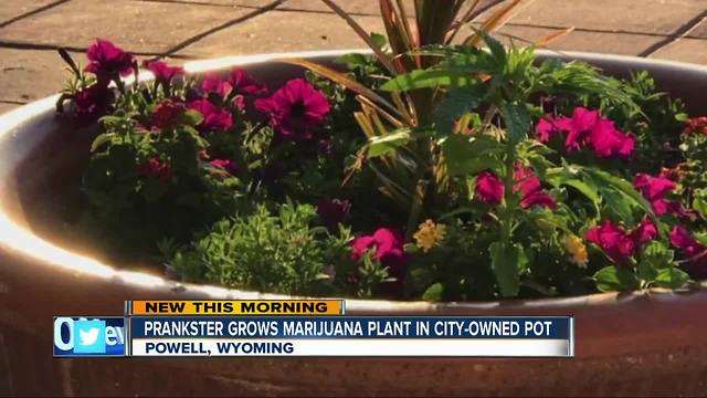Prankster plants marijuana in city-owned pots