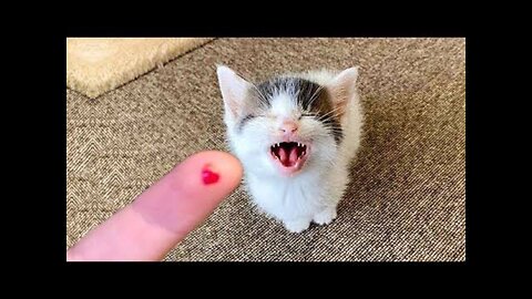 Baby Cats - Cute and Funny Cat Videos Compilation | Aww Animals