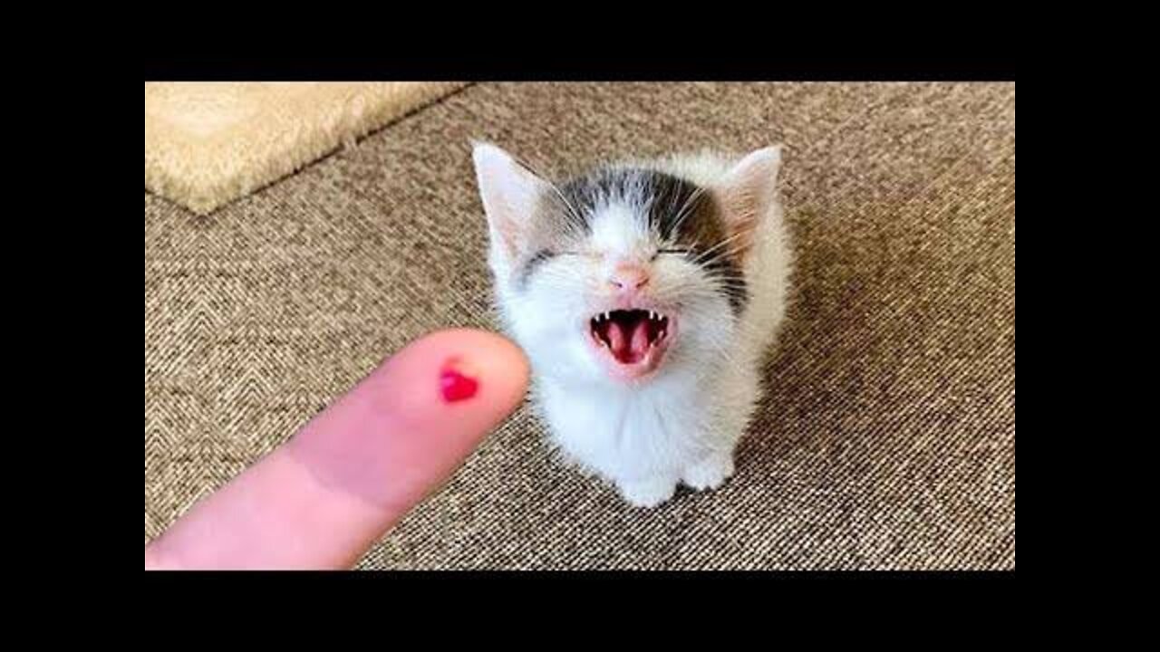 Baby Cats - Cute and Funny Cat Videos Compilation | Aww Animals
