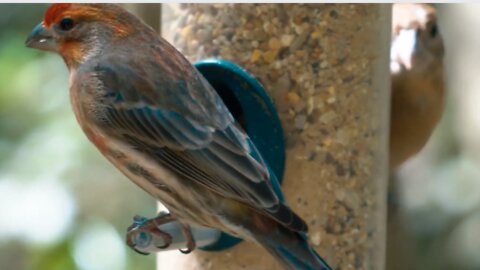 Beautiful Eastern Bluebirds Eating.