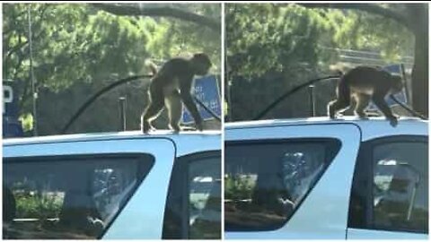 Macaco ‘mecânico’ tenta desmontar carro estacionado