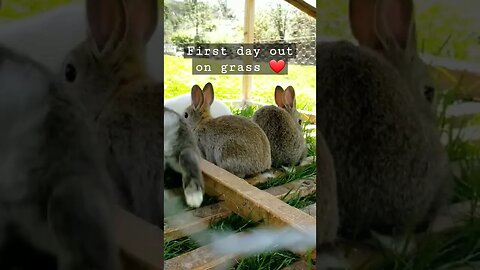 #pastureraised #rabbits #bunnies #cuteanimals #farmanimals #farmlife #homesteadlife #homesteading