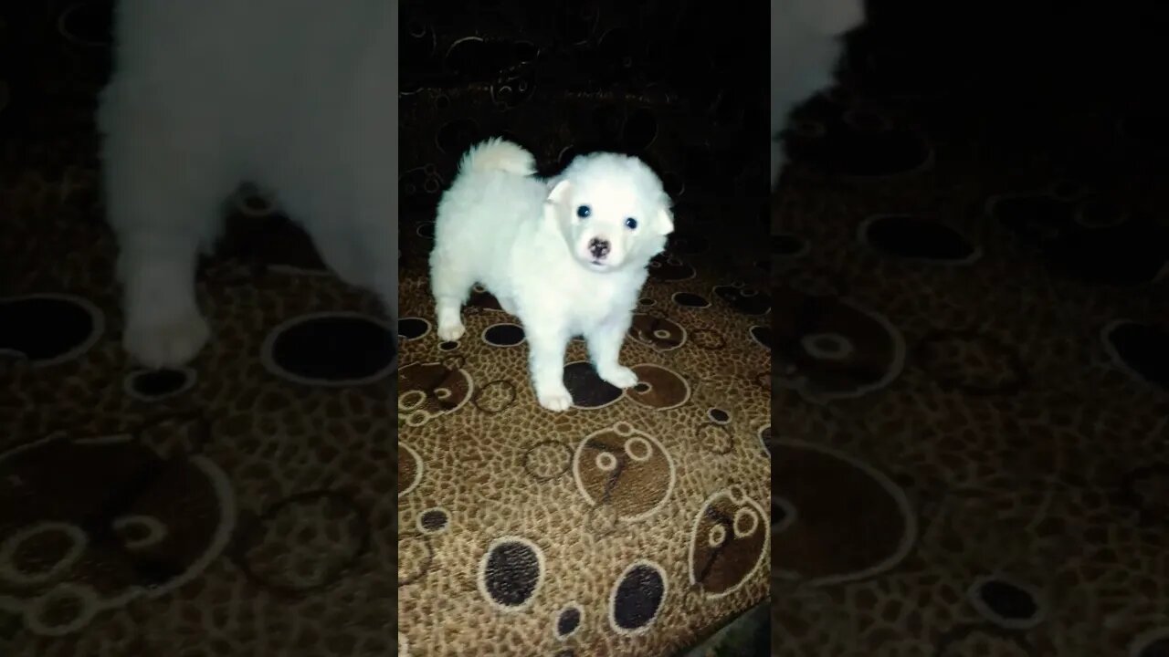 The most beautiful Eskimo Puppy eyes in the whole world 🌎 #shorts #viral #trending #puppy #youtube #