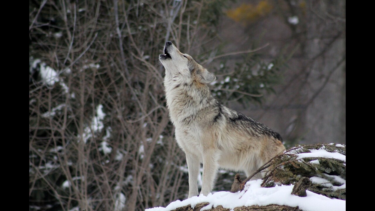 Gray Wolf