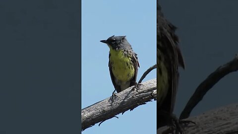 Kirtland's warbler