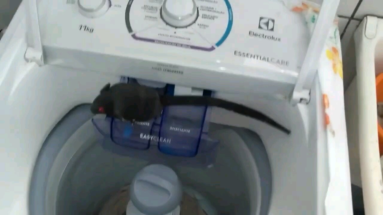 Scary animal inside the washing machine