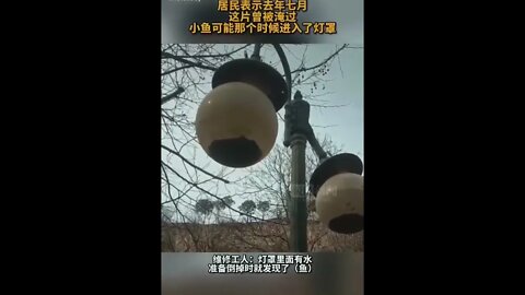 厉害了，郑州2021年7月的洪灾，有小鱼游入灯罩，隔了快半年，现在还存活。