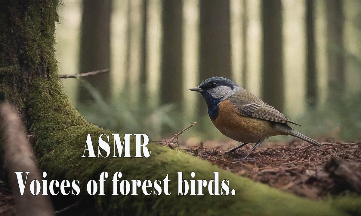 ASMR. Voices of forest birds.