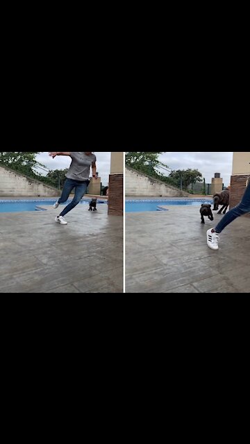 When you mess with the wrong puppy