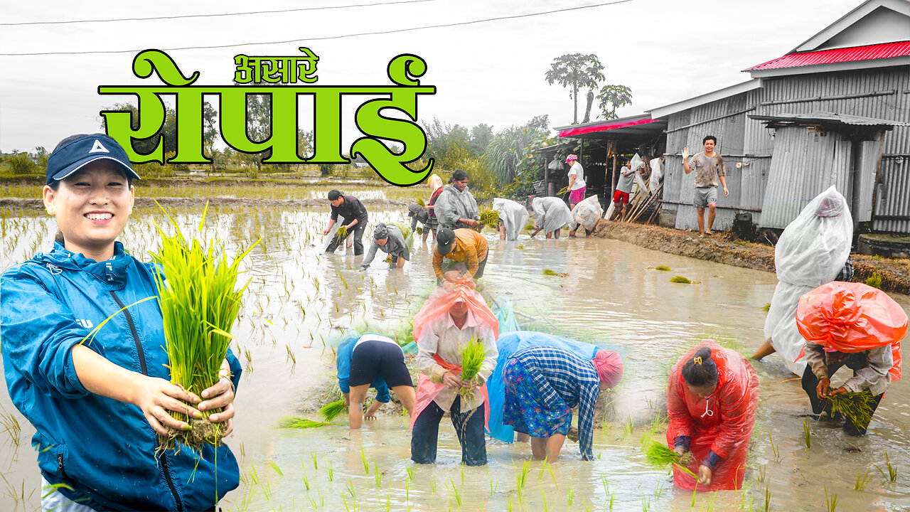 Paddy Farming Nepal