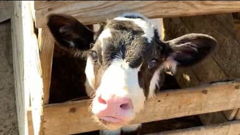 Calf shows how it got its nickname