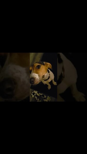 So We Rescued A Dog Yesterday #beagles #doglovers #dogs #dogshorts