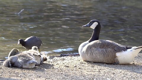 CatTV: ducks on shore