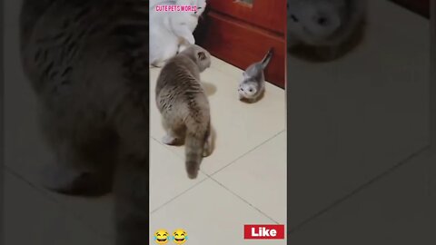 OMG so funny cats video #shorts #funny #tiktok #babycat #trending #trend #kittenmeowing