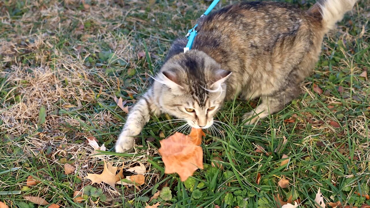 Leia Chasing & Catching Leaves