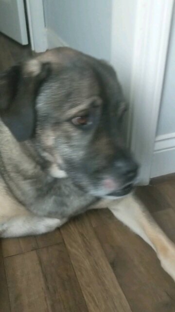 Dogs who love pettings