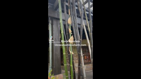 Black Bamboo Ocoee Bamboo Farm 407-777-4807 Orlando Bamboo Nursery