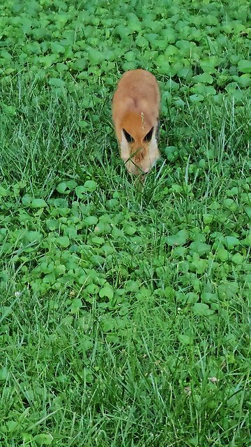 My Favorite RED FOX #CERTIFIEDWRESTLINGPODCAST