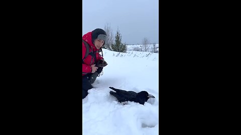 Raven loves Snow