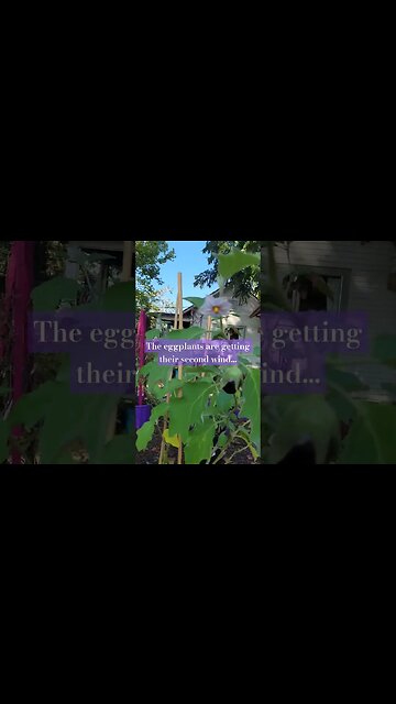 Summer garden survivors are starting to make a comeback #garden #fall #organic #shorts #youtuber