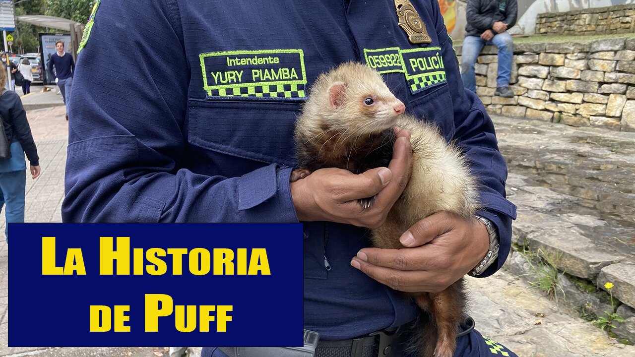 La Historia de Puff! En ESPANOL. LA FUNDACIÓN FURBALL.