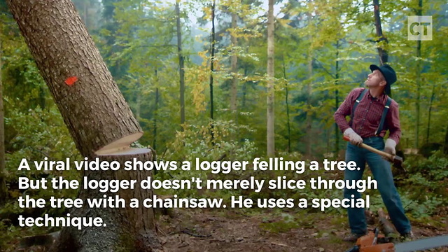 Logger Notches Tree Like Only a Pro Can