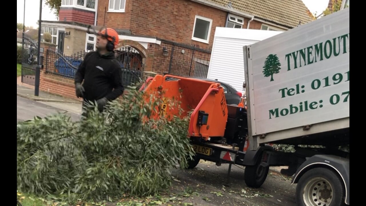 Pruning tall trees in England