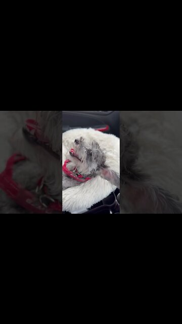 Pixel reminiscing about his day at doggy￼ daycare!