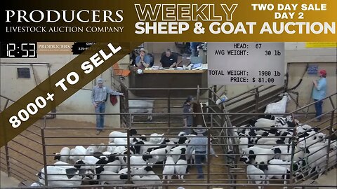 3/29/2023 - Producers Livestock Auction Company Sheep & Goat Auction