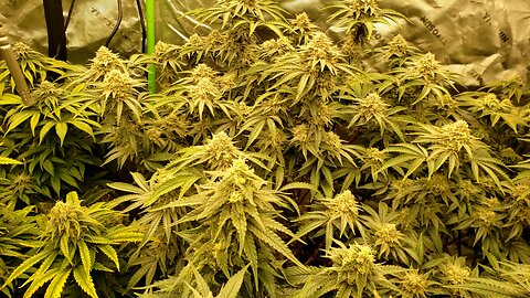 Cannabis tour week 8 Flower