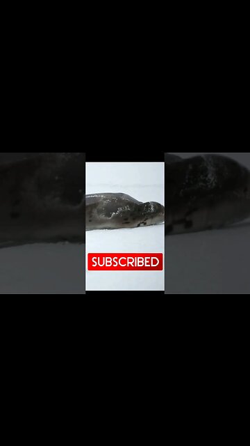 Sun tanning ,you sexy thang #shorts