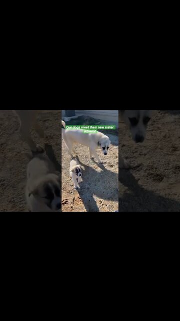 Our guard dog Zeus was so excited to get a little sister! #shorts #puppies #cutebabyanimals