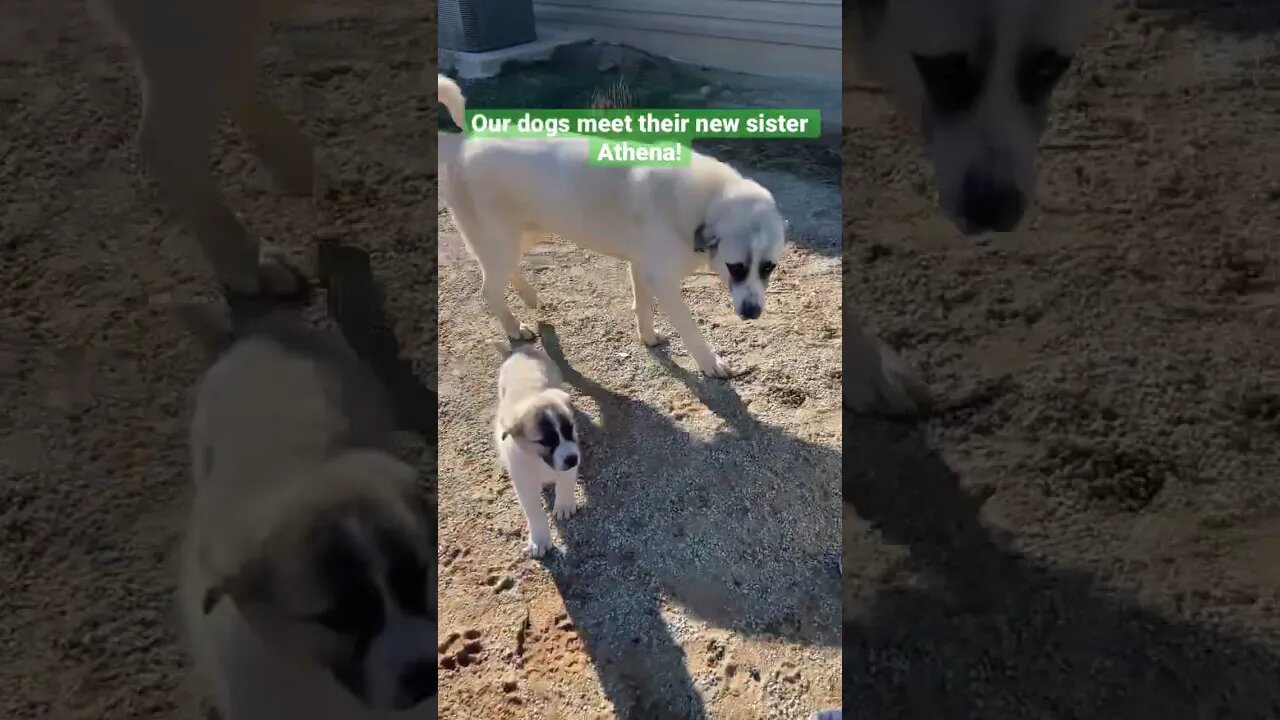 Our guard dog Zeus was so excited to get a little sister! #shorts #puppies #cutebabyanimals