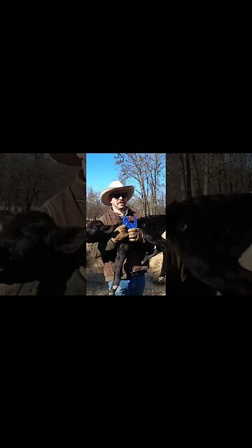 Reuniting baby calf with his mother. #farm #ranch #cattle #farmlife #ranchlife #cow #calf #cowboys