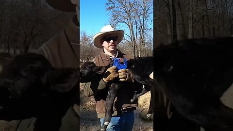 Reuniting baby calf with his mother. #farm #ranch #cattle #farmlife #ranchlife #cow #calf #cowboys