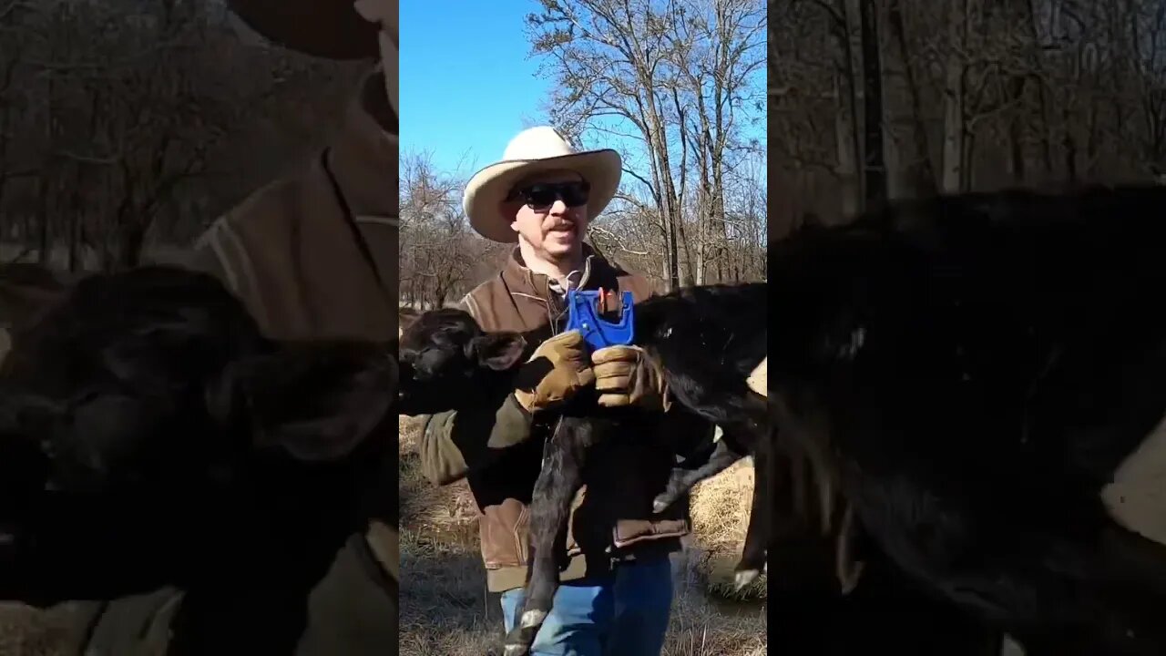 Reuniting baby calf with his mother. #farm #ranch #cattle #farmlife #ranchlife #cow #calf #cowboys