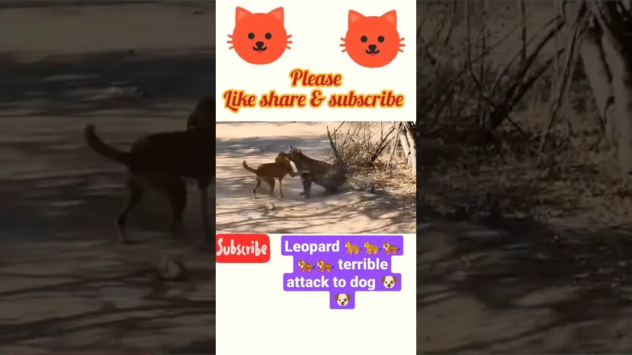 Leopard 🐆🐆 terrible attack to dog 🐶🐶🐶#youtubeshorts #shorts