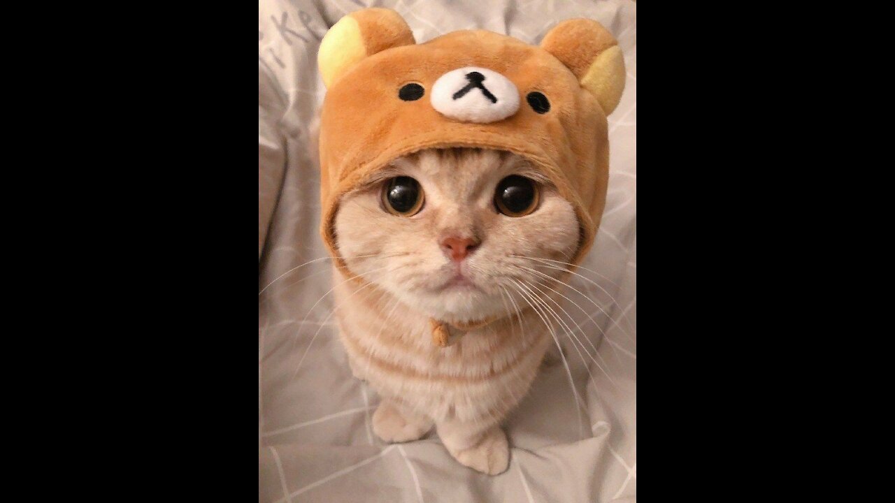 Very cute cat very funny