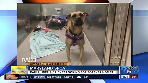 Good morning to the Maryland SPCA!