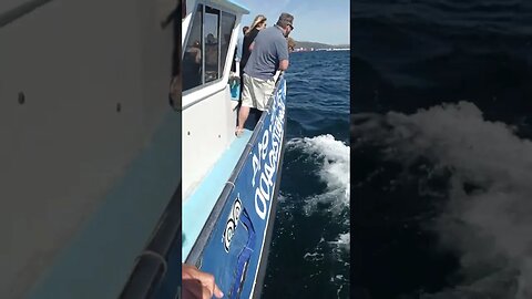 2 Trips in the Bay today and LOADS of Dolphins.