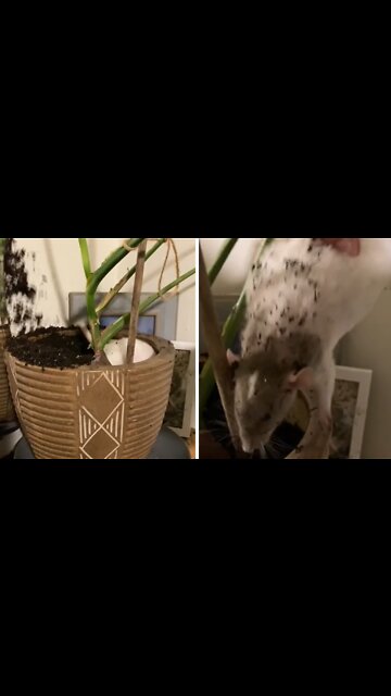 Pet rat makes huge mess of indoor plant