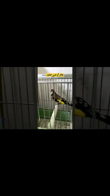 طائر أم قنين المغرد