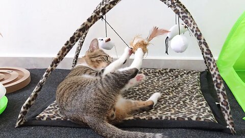 Sweet Fluffy Cat Is in His Toy Frame