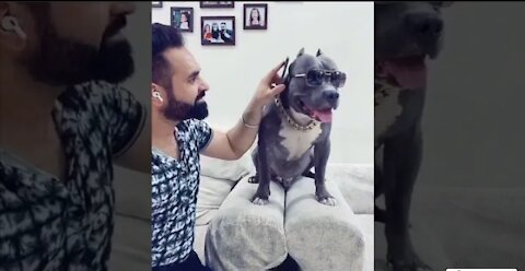 Brody Darubaz ne Sari Baat Kharab Kardi 😂 Funny Pitbull Dog | Harpreet SDC