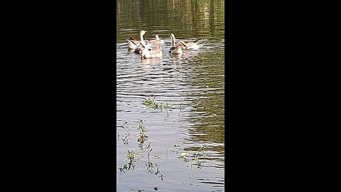 playing in water