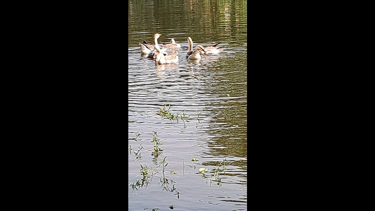 playing in water